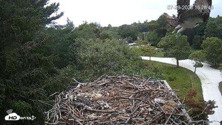 Mashpee Natl. Wildlife Refuge Live Osprey Cam - Jul 29, 2026, 4:29pm EDT