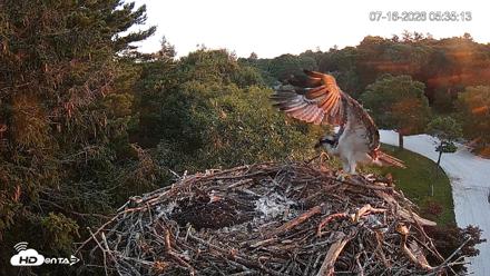 Mashpee Natl. Wildlife Refuge Live Osprey Cam - Jul 16, 2026, 5:56am EDT
