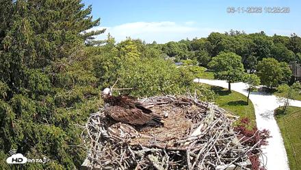 Mashpee Natl. Wildlife Refuge Live Osprey Cam - Jun 11, 2026, 10:26am EDT