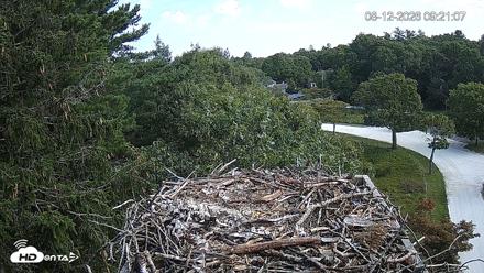 Mashpee Natl. Wildlife Refuge Live Osprey Cam - Aug 12, 2026, 9:21am EDT