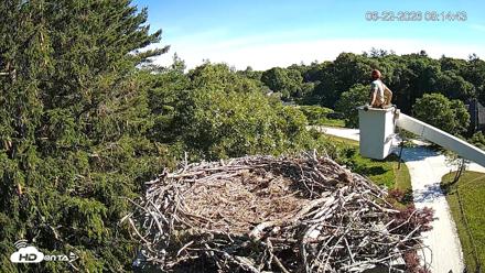 Mashpee Natl. Wildlife Refuge Live Osprey Cam - Jun 22, 2026, 8:19am EDT