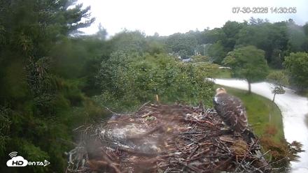 Mashpee Natl. Wildlife Refuge Live Osprey Cam - Jul 30, 2026, 2:30pm EDT