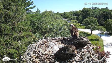 Mashpee Natl. Wildlife Refuge Live Osprey Cam - Jul 10, 2026, 9:53am EDT
