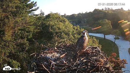 Mashpee Natl. Wildlife Refuge Live Osprey Cam - Jul 31, 2026, 6:18am EDT