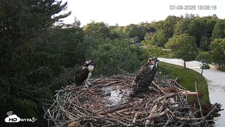 Mashpee Natl. Wildlife Refuge Live Osprey Cam - Jul 9, 2026, 7:09pm EDT