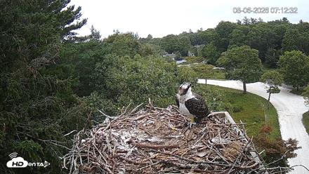 Mashpee Natl. Wildlife Refuge Live Osprey Cam - Aug 6, 2026, 7:12am EDT
