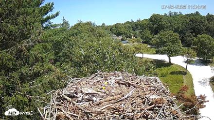 Mashpee Natl. Wildlife Refuge Live Osprey Cam - Jul 25, 2026, 11:05am EDT