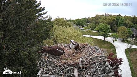 Mashpee Natl. Wildlife Refuge Live Osprey Cam - May 21, 2026, 2:29pm EDT