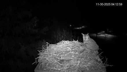 Mashpee Natl. Wildlife Refuge Live Osprey Cam - Nov 30, 2025, 10:51am EST