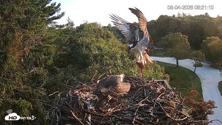 Mashpee Natl. Wildlife Refuge Live Osprey Cam - Aug 4, 2026, 6:24am EDT