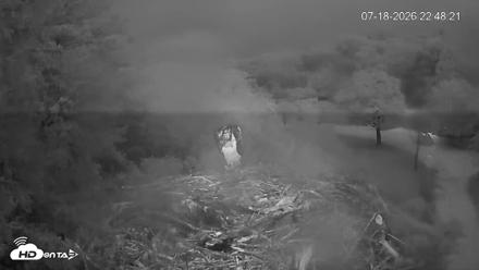 Mashpee Natl. Wildlife Refuge Live Osprey Cam - Jul 18, 2026, 10:50pm EDT