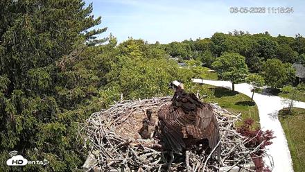 Mashpee Natl. Wildlife Refuge Live Osprey Cam - Jun 5, 2026, 11:18am EDT