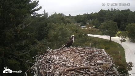 Mashpee Natl. Wildlife Refuge Live Osprey Cam - Aug 18, 2026, 12:00am EDT