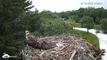 Mashpee Natl. Wildlife Refuge Live Osprey Cam - Jul 15, 2026, 12:09pm EDT