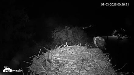 Mashpee Natl. Wildlife Refuge Live Osprey Cam - Aug 3, 2026, 12:29am EDT