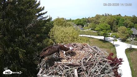 Mashpee Natl. Wildlife Refuge Live Osprey Cam - May 22, 2026, 2:14pm EDT