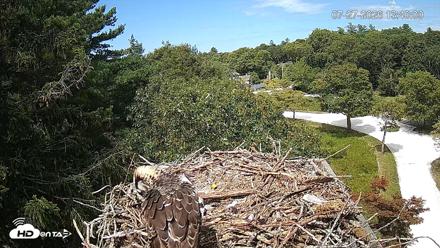 Mashpee Natl. Wildlife Refuge Live Osprey Cam - Jul 27, 2026, 1:40pm EDT