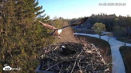 Mashpee Natl. Wildlife Refuge Live Osprey Cam - Apr 28, 2026, 7:46am EDT