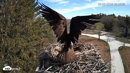 Mashpee Natl. Wildlife Refuge Live Osprey Cam - Apr 25, 2026, 8:51am EDT