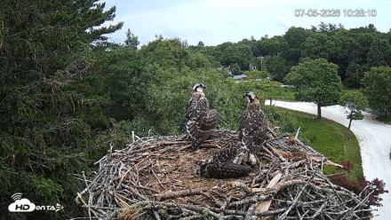 Mashpee Natl. Wildlife Refuge Live Osprey Cam - Jul 5, 2026, 10:28am EDT