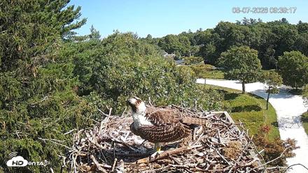 Mashpee Natl. Wildlife Refuge Live Osprey Cam - Aug 7, 2026, 9:39am EDT