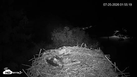 Mashpee Natl. Wildlife Refuge Live Osprey Cam - Jul 25, 2026, 1:55am EDT