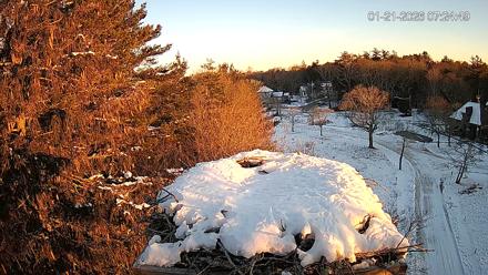 Mashpee Natl. Wildlife Refuge Live Osprey Cam - Jan 21, 2026, 7:26am EST