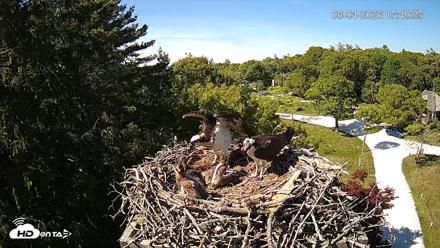 Mashpee Natl. Wildlife Refuge Live Osprey Cam - Jun 4, 2026, 3:52pm EDT