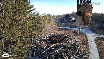 Mashpee Natl. Wildlife Refuge Live Osprey Cam - Apr 15, 2026, 8:12am EDT