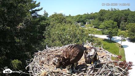 Mashpee Natl. Wildlife Refuge Live Osprey Cam - Jul 3, 2026, 2:09pm EDT