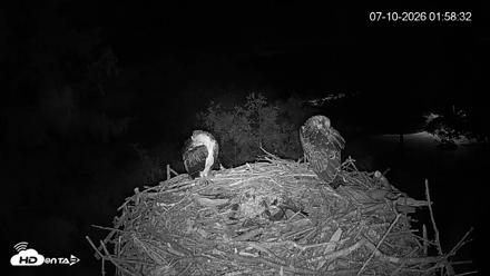 Mashpee Natl. Wildlife Refuge Live Osprey Cam - Jul 10, 2026, 1:59am EDT