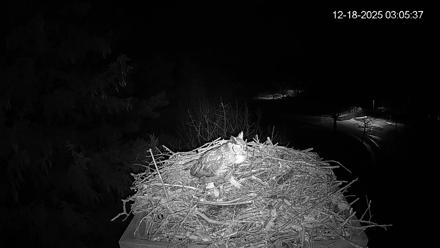Mashpee Natl. Wildlife Refuge Live Osprey Cam - Dec 18, 2025, 3:06am EST