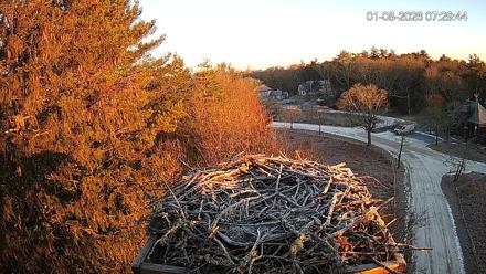 Mashpee Natl. Wildlife Refuge Live Osprey Cam - Jan 8, 2026, 7:30am EST