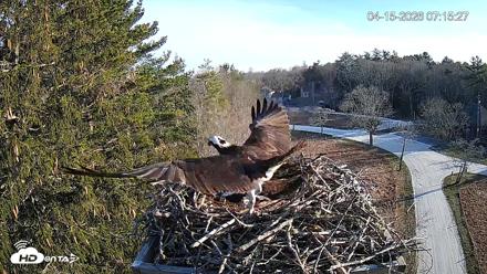 Mashpee Natl. Wildlife Refuge Live Osprey Cam - Apr 15, 2026, 8:14am EDT