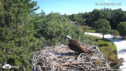 Mashpee Natl. Wildlife Refuge Live Osprey Cam - Aug 16, 2026, 2:15pm EDT