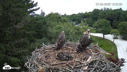 Mashpee Natl. Wildlife Refuge Live Osprey Cam - Jul 5, 2026, 12:03pm EDT