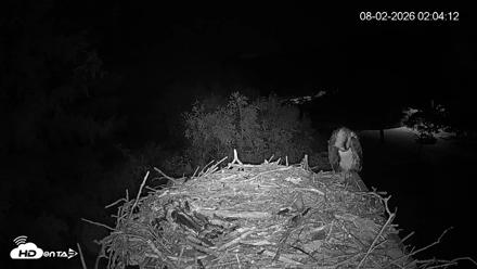 Mashpee Natl. Wildlife Refuge Live Osprey Cam - Aug 2, 2026, 2:04am EDT