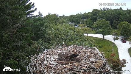 Mashpee Natl. Wildlife Refuge Live Osprey Cam - Aug 6, 2026, 9:01am EDT