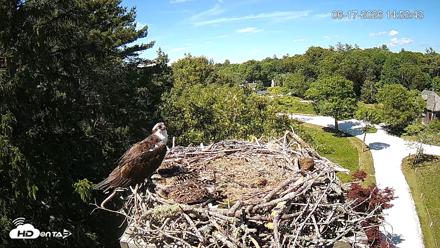 Mashpee Natl. Wildlife Refuge Live Osprey Cam - Jun 17, 2026, 2:53pm EDT