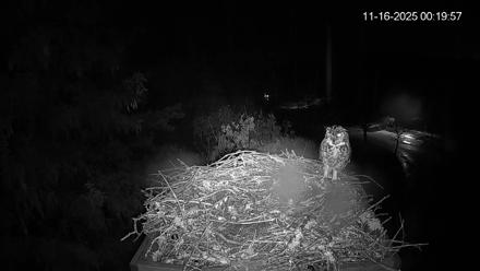 Mashpee Natl. Wildlife Refuge Live Osprey Cam - Nov 16, 2025, 8:14am EST