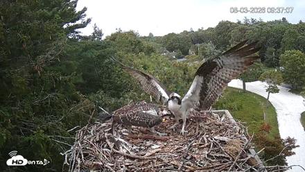 Mashpee Natl. Wildlife Refuge Live Osprey Cam - Aug 3, 2026, 9:50am EDT