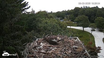 Mashpee Natl. Wildlife Refuge Live Osprey Cam - Aug 2, 2026, 6:26pm EDT