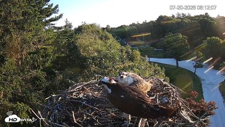 Mashpee Natl. Wildlife Refuge Live Osprey Cam - Jul 20, 2026, 6:12am EDT