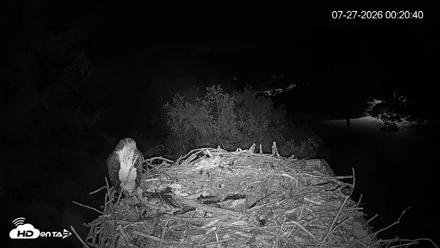 Mashpee Natl. Wildlife Refuge Live Osprey Cam - Jul 27, 2026, 12:21am EDT
