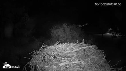 Mashpee Natl. Wildlife Refuge Live Osprey Cam - Aug 15, 2026, 3:03am EDT