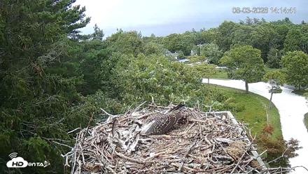 Mashpee Natl. Wildlife Refuge Live Osprey Cam - Aug 3, 2026, 2:15pm EDT