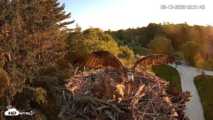 Mashpee Natl. Wildlife Refuge Live Osprey Cam - Jun 13, 2026, 11:14am EDT