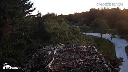 Mashpee Natl. Wildlife Refuge Live Osprey Cam - Jul 24, 2026, 5:11am EDT
