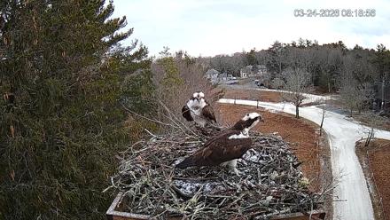 Mashpee Natl. Wildlife Refuge Live Osprey Cam - Mar 24, 2026, 8:19am EDT