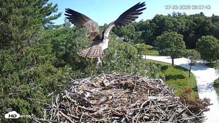 Mashpee Natl. Wildlife Refuge Live Osprey Cam - Jul 23, 2026, 9:08am EDT